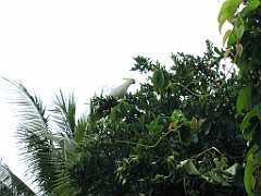 Cairns08 Cyclone Larry